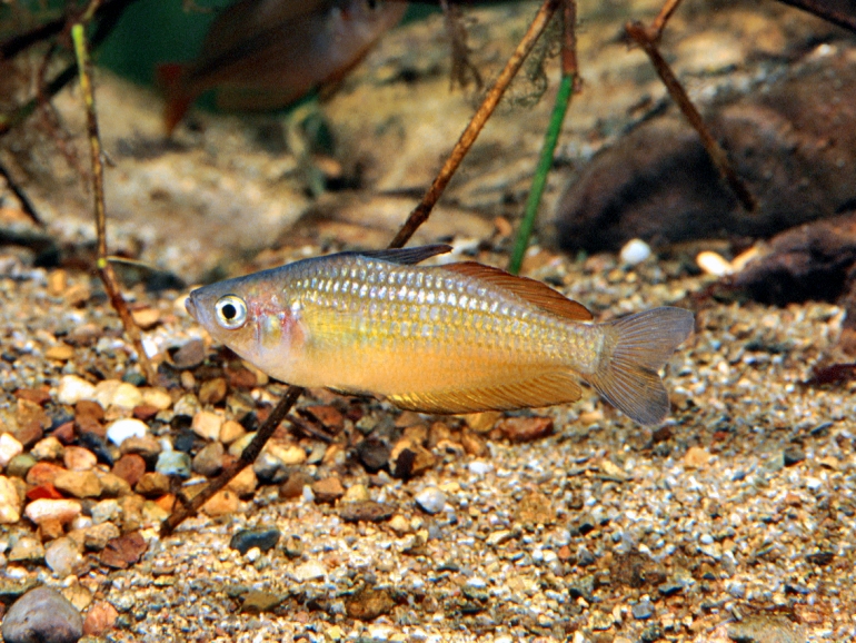 Melanotaenia eachamensis